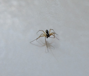 Lepthyphantes mengei(m) in bathroom cleaning a leg Copyright: Howard Williams