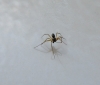 Lepthyphantes mengei(m) in bathroom cleaning a leg
