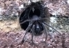 Tube Web Spider Devon