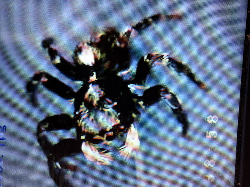 P. Lanigera found in Skelmersdale NW UK Copyright: Barry Chadwick