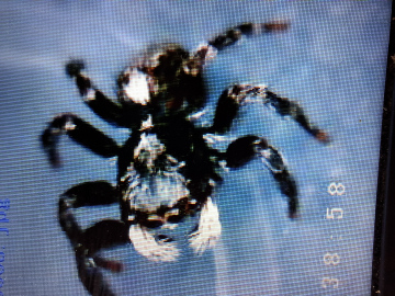 P. Lanigera found in Skelmersdale NW UK Copyright: Barry Chadwick