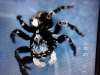 P. Lanigera found in Skelmersdale NW UK