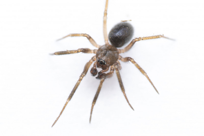 Sintula corniger adult male Copyright: Shreyas Kuchibhotla