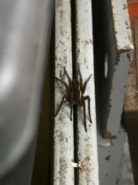 Raft spider in my Garage 2 Copyright: Jeff Champion