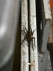 Raft spider in my Garage 2