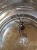 Male cellar spider - false widow family
