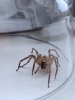 False Wolf Spider Pic 2