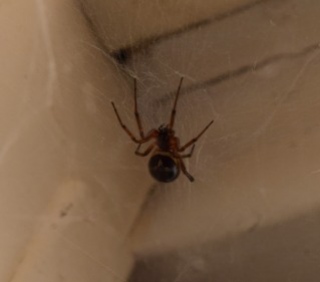 False Widow Spider Weymouth Copyright: Robyn Berry