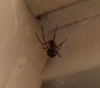 False Widow Spider Weymouth