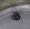 Unknown spider requiring identification