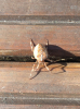 Araneus diadematus on wooden deck 2019-10-20
