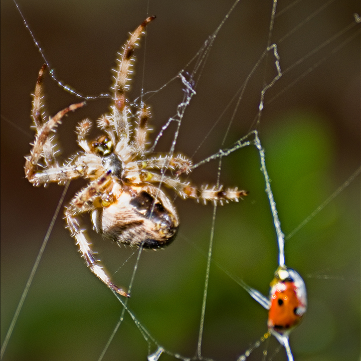 Garden Spider with Ladybird Copyright: David Ryland