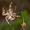 Garden Spider with Ladybird