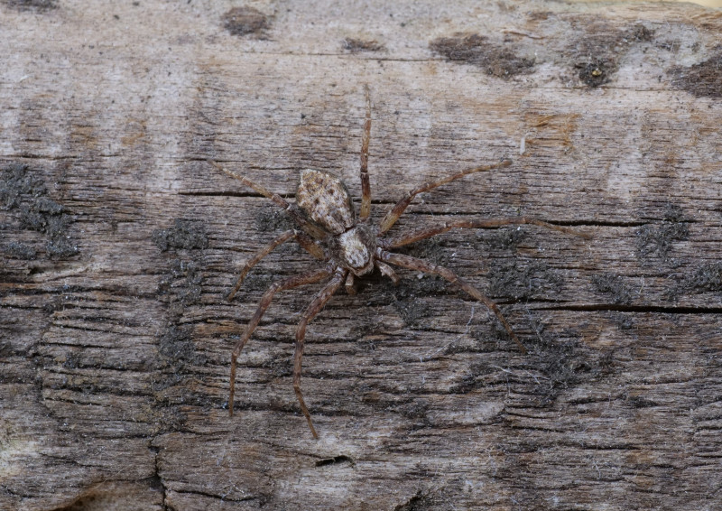 Philodromus aureolus female Copyright: David Carr