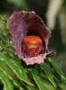 Araneus alsine female in retreat MW