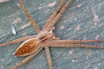 Nursery Web Spider Pisaura mirabilis Copyright: Steven Murray