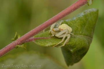 Misumena vatia guarding eggs 1 Copyright: Tone Killick