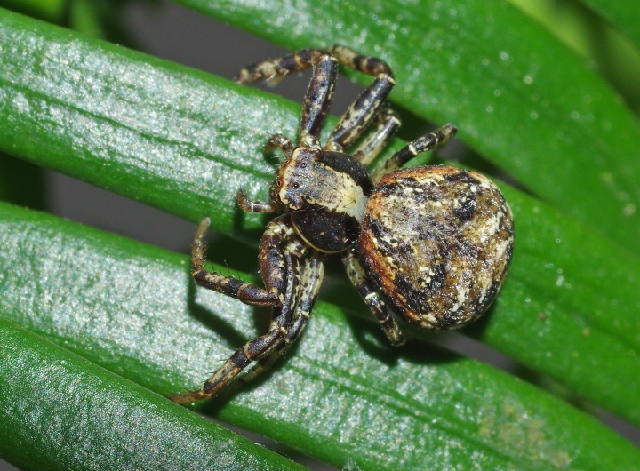 Xysticus audax female MW Copyright: Michael Waite