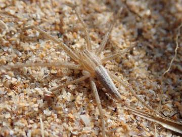 Tibellus maritimus male Copyright: Tylan Berry