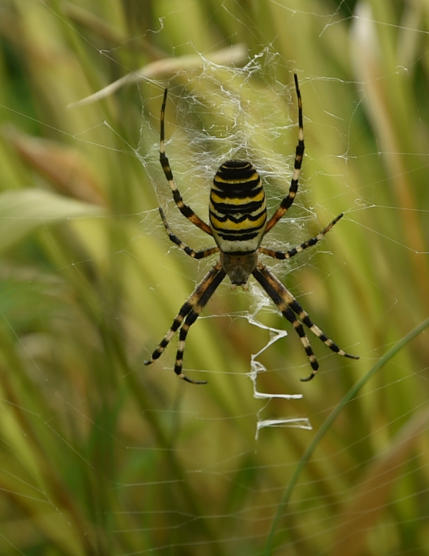 Wasp spider Leamington Spa 2023 Copyright: Ian Tanner