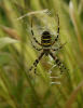 Wasp spider Leamington Spa 2023