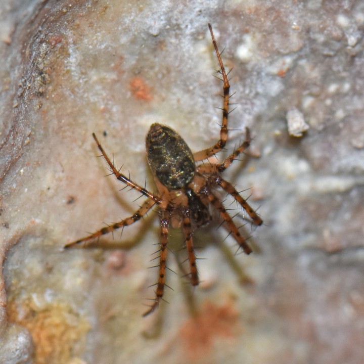 Unknown spider damp tunnel - Surrey Copyright: Steve Marshall