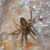 Unknown spider damp tunnel - Surrey