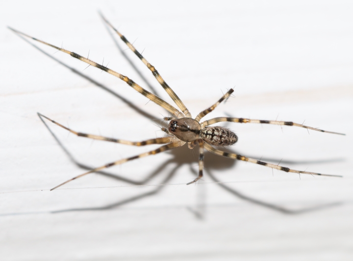 Stripey-legged spider in the hall 2 Copyright: Ian Young