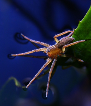 Dolomedes plantarius Copyright: Nik Nimbus