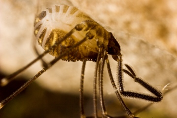 Mitostoma chrysomelas Female Copyright: Paul Richards