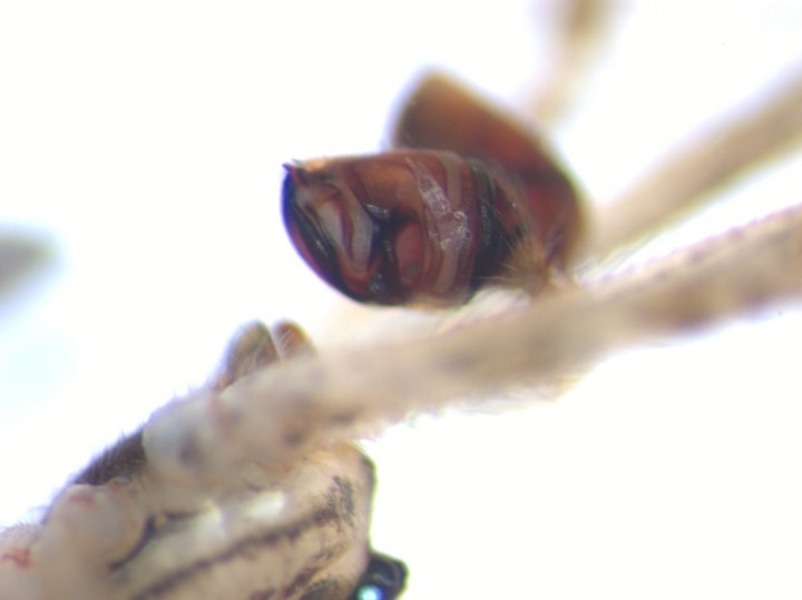 Episinus maculipes male palp Copyright: Matt Wilkinson