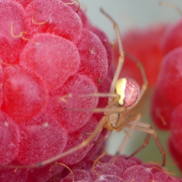 Raspberry Spider Copyright: Rory Morrisey