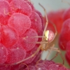 Raspberry Spider