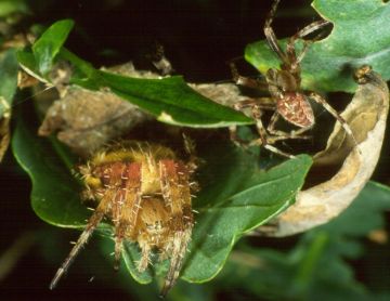 Araneus diadematus pair Copyright: Peter Harvey