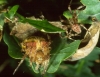Araneus diadematus pair