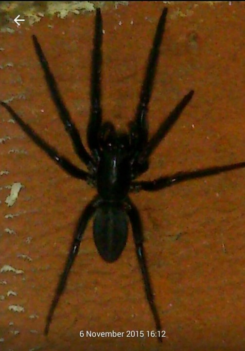 Tube web spider  on wall of first floor balcony. Copyright: Kelly Poulton
