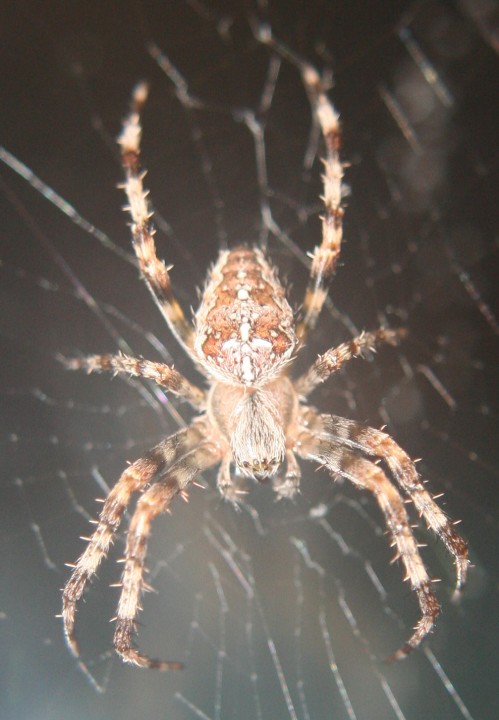 Garden Spider in garden at night 05.09.18 Copyright: Daniel Blyton