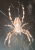 Garden Spider in garden at night 05.09.18