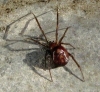Steatoda grossa found in my shed 