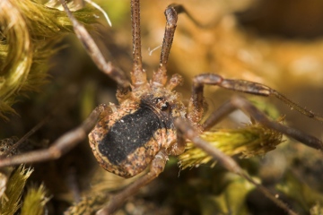 Lacinius ephippiatus Male Copyright: Paul Richards