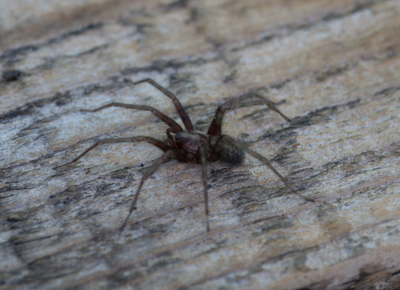 Tegenaria domestica adult male Copyright: David Carr