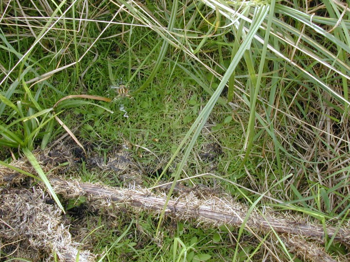 Argiope bruennichi and her lawn Copyright: Roland Ramsdale