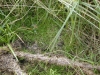 Argiope bruennichi and her lawn
