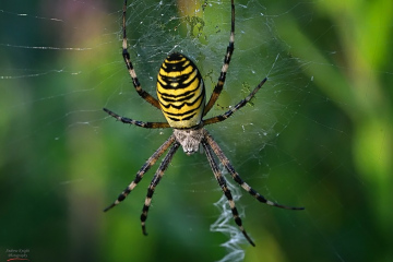 5-Argiope bruennichi Copyright: Andrew Knight