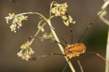 Opilio canestrinii Female Copyright: Paul Richards