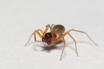 Porhomma convexum adult male Copyright: Esmond Brown