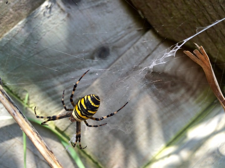 Wasp spider in field behind house Copyright: Lee Trussler