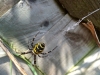 Wasp spider in field behind house