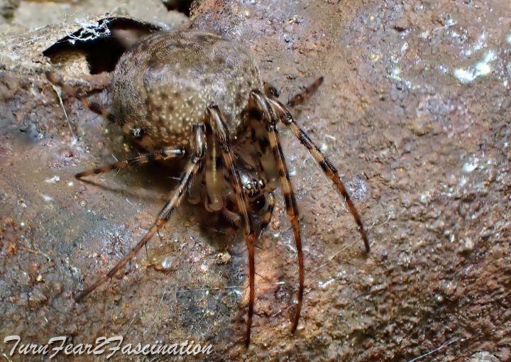 Metellina merianae f Copyright: Tone Killick