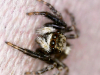 Pseudeuophrys lanigera (Araneae) - 2022-04-08 - 01
